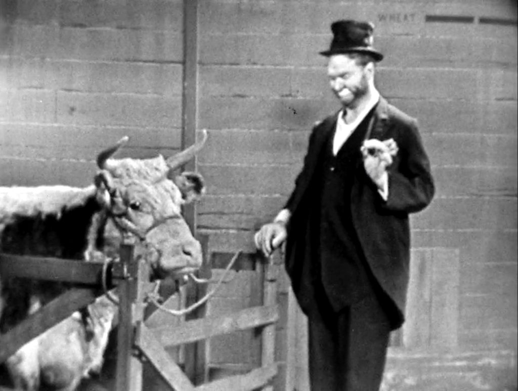 Freddie the Freeloader and the live cow he's sharing the boxcar with
