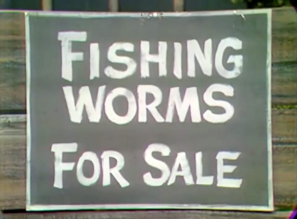 Fishing worms for sale