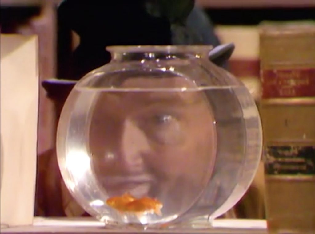 Freddie the Freeloader spying through the goldfish bowl